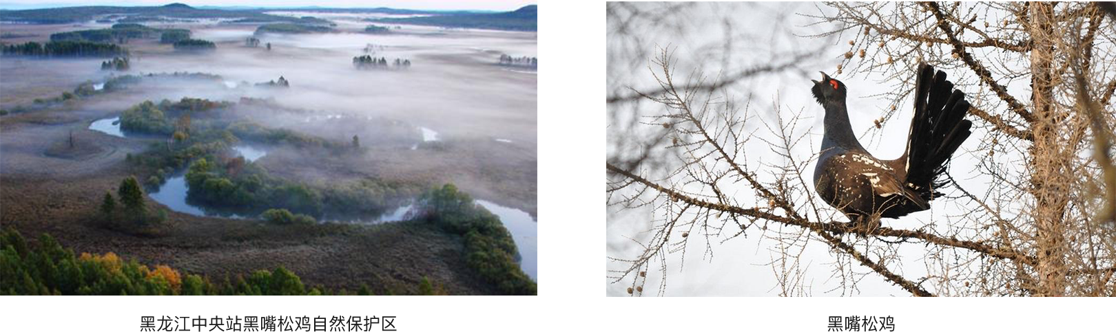 黑嘴松鸡自然保护区